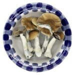 Premium Code Blaue Zauberpilze Premium Code Blaue Zauberpilze