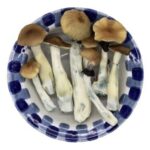 Premium Blaue Pulaski Zauberpilze